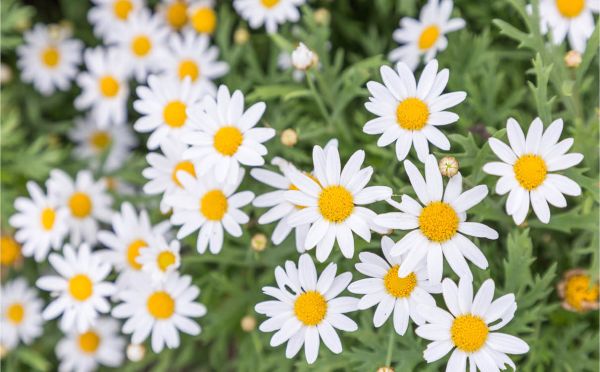 Nieuwe 'beweegtuin' voor blinde en slechtziende ouderen